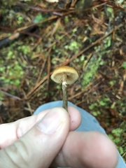 Galerina badipes