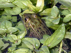 Lithobates chiricahuensis