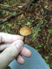 Galerina badipes