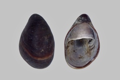 Crepidula convexa