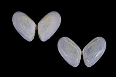 Ameritella agilis