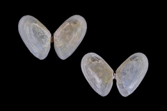 Ameritella agilis