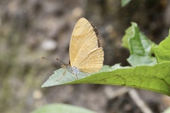 Tegosa