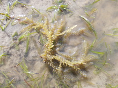 Acanthophora spicifera