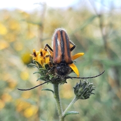 Neocrossidius trivittatus