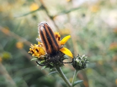 Neocrossidius trivittatus