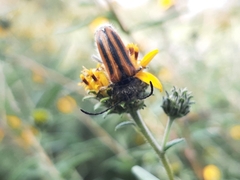 Neocrossidius trivittatus