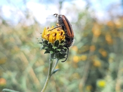 Neocrossidius trivittatus