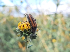 Neocrossidius trivittatus