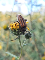 Neocrossidius trivittatus