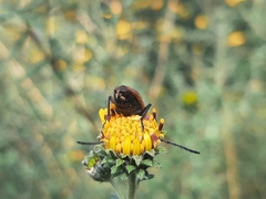 Neocrossidius trivittatus