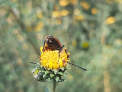 Neocrossidius trivittatus