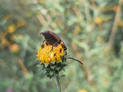 Neocrossidius trivittatus