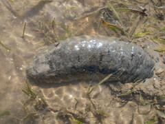 Holothuria scabra
