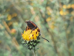 Neocrossidius trivittatus