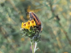 Neocrossidius trivittatus