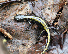 Ambystoma macrodactylum macrodactylum