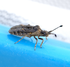 Scolopocerus granulosus