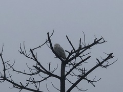 Bubo scandiacus