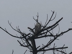 Bubo scandiacus