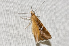 Chrysolarentia leucozona