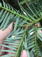 Pulvinaria camelicola