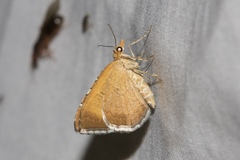 Chrysolarentia leucozona