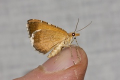 Chrysolarentia leucozona