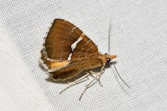 Chrysolarentia leucozona