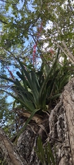 Aechmea bracteata