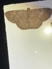 Parilexia cermala
