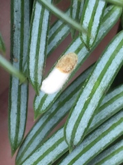 Pulvinaria camelicola