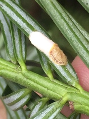 Pulvinaria camelicola