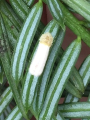 Pulvinaria camelicola