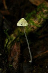 Mycena chloroxantha
