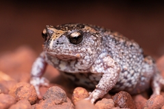 Pseudophryne guentheri