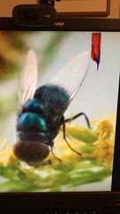 Chrysomya megacephala