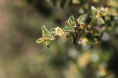Petalostigma pubescens
