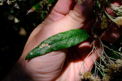 Olearia lirata