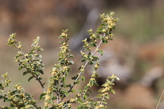 Petalostigma pubescens