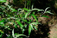 Olearia lirata
