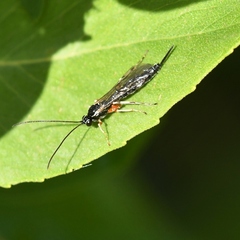 Itoplectis