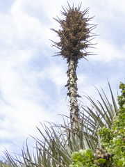 Puya chilensis