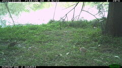 Gallinago hardwickii