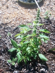 Ocimum