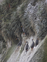 Poikilocarbo gaimardi