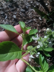 Ocimum