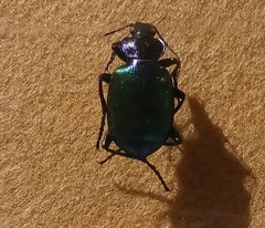 Calosoma sycophanta