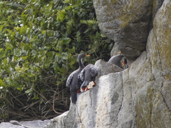 Poikilocarbo gaimardi