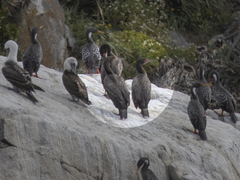 Leucocarbo bougainvillii